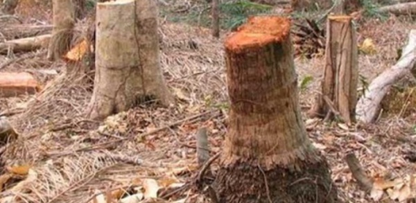 La Casamance menacée de déforestation d'ici deux ans