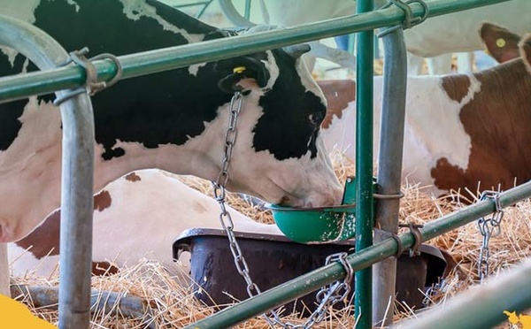 Production animale : un tournant stratégique à l’aune de la durabilité