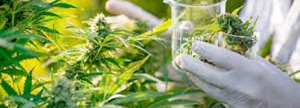 Cannabis licite : Une production de plus de 19.000 Qx en 2025, plus de 4.000 nouvelles autorisations délivrées