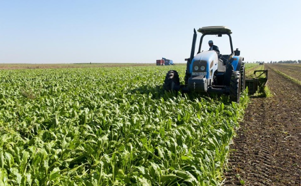 La Sucrerie des  Doukkala, un pôle  agro-industriel  de la région