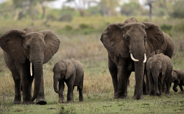 Les éléphants de la réserve tanzanienne de Selous pourraient disparaître d'ici 2022