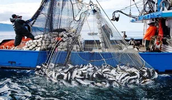 Port de Mehdia: Baisse de 34% des débarquements de pêche à fin mars