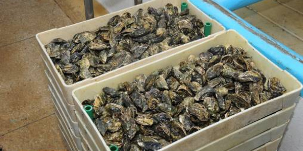 Levée de l’interdiction sur le ramassage et la commercialisation des produits conchylicoles à Sidi Boulfdail et Tamri-Cap Ghir