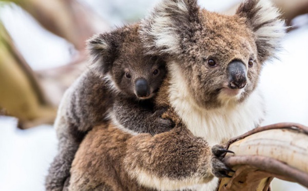 Le koala australien vit des heures bien sombres
