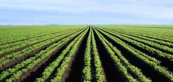 14 MMDH investis dans l’opération PPP sur des terres agricoles de l’Etat