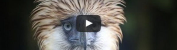 Un sanctuaire pour l'aigle des Philippines, rapace géant menacé