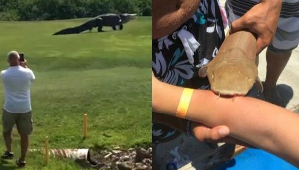 Insolite :  "Florida Man"
