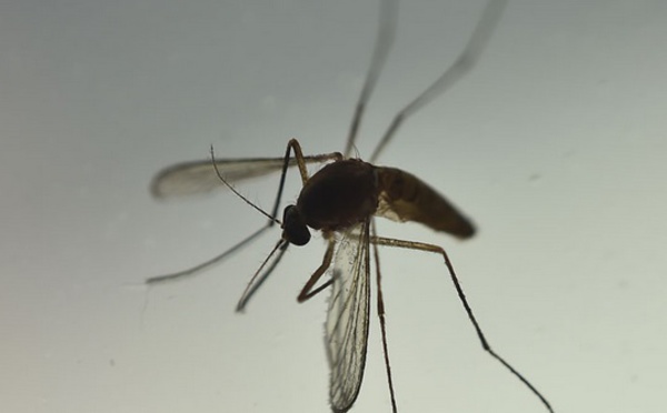 Lâcher des moustiques OGM dans la nature