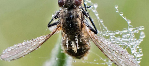 Découverte d'une nouvelle espèce de mouche