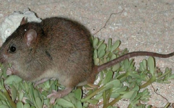 Un rongeur australien probablement le premier mammifère disparu à cause du réchauffement
