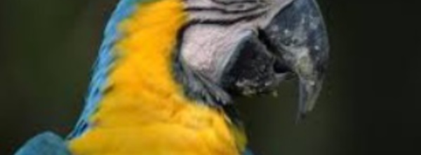Petite cervelle mais grandes habilités : Les oiseaux dopés par leurs neurones