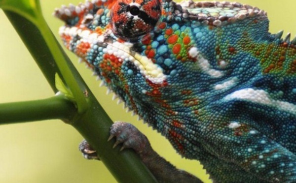 Le caméléon et son atout bave gluante