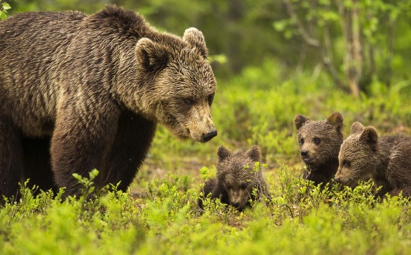 Quand les mères ours cherchent la protection des hommes