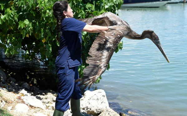 A Miami, au chevet des pélicans et des animaux exotiques