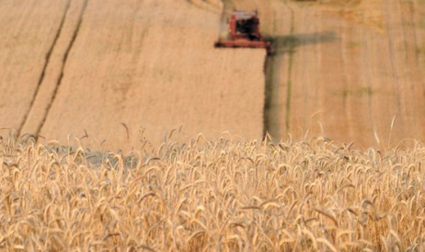 Manger plus de céréales complètes réduirait le risque de mortalité