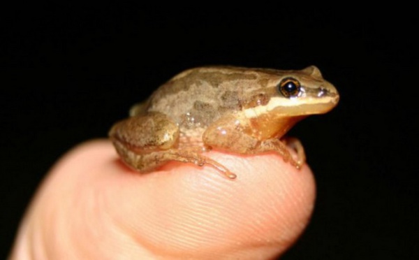 Insolite : Petite grenouille