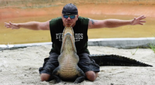 Plus d'alligators, plus d'humains, la cohabitation tourne au drame en Floride