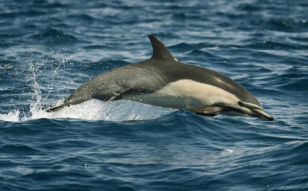 Requins, dauphins, baleines... les eaux californiennes affichent complet