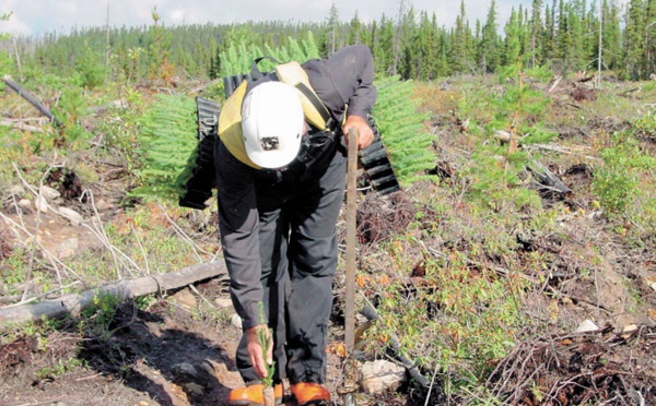 Les oppositions contre le reboisement des forêts posent problème