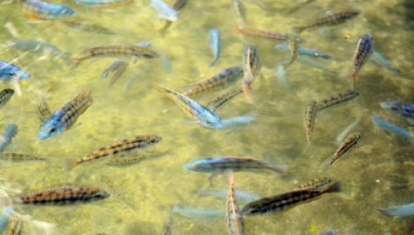 Vers une augmentation de la production piscicole