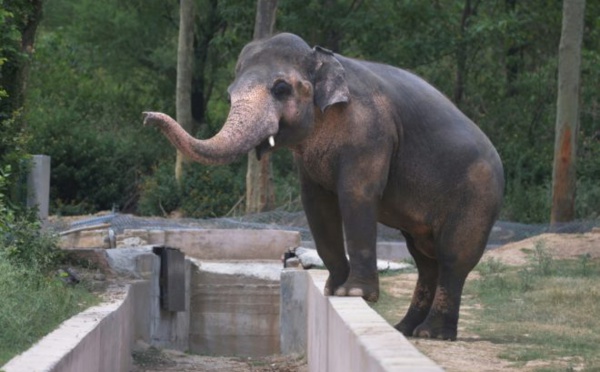 Emoi au Pakistan sur le sort d'un éléphant en captivité