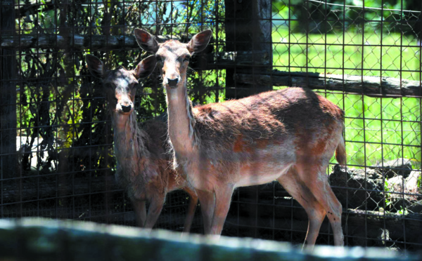 A Rome, une arche de Noé pour animaux exotiques victimes d'un trafic lucratif