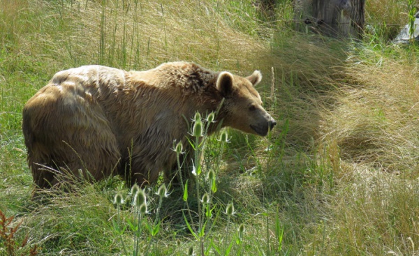 Levée de boucliers contre l’ours des Pyrénées françaises