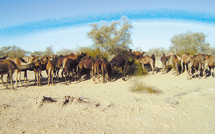 Provinces sahariennes: Un troupeau de dromadaires franchit le Mur de sécurité