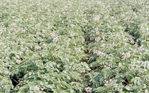 Domaine expérimental Melk-Zhar à Chtouka Aït Baha : La recherche agronomique appuie le Plan vert