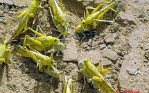 Tafraout envahie par des nuées de criquets pèlerins