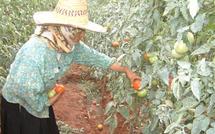 Alors que l’UE veut donner une impulsion aux exportations marocaines : La tomate demeure victime de la surenchère des producteurs français espagnols
