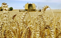 La production céréalière nationale accuse une forte baisse à 32 millions de quintaux