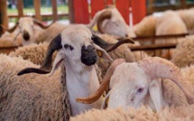 Aid Al-Adha 1443: Plus de 3 millions d'ovins et de caprins identifiés jusqu ’ au 16 mai