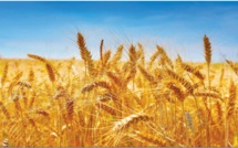 Forte baisse de la production des céréales en perspective
