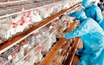L'influenza aviaire, une pathologie menaçante pour le secteur avicole