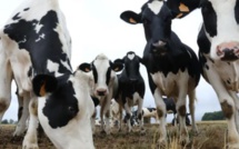 Arrivée de 2.800 têtes de bovins du Brésil au port de Jorf Lasfar