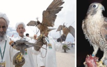 ​La fauconnerie, traditions ancestrales  et patrimoine universel