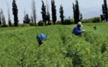 Les dernières précipitations ravivent l’espoir des agriculteurs