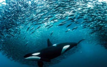 Débat autour de la valorisation du potentiel des aliments aquatiques