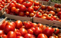 La tomate marocaine fait de nouveau grincer des dents en Hexagone