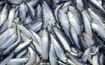 Saisine d'office pour ouvrir une procédure d'instruction afin d'examiner le fonctionnement concurrentiel du marché de l'approvisionnement en sardine