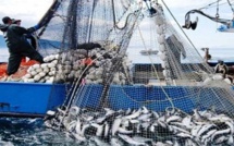 Port de Tarfaya: Hausse de 51% des débarquements de pêche au premier trimestre 2024