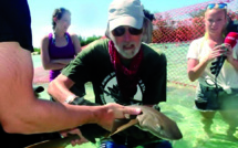 Nager avec des requins aux Bahamas