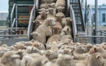 Moutons subventionnés. Spéculateurs engraissés, consommateurs plumés Moutons subventionnés. Spéculateurs engraissés, consommateurs plumés