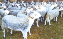 49% des ménages achètent leurs bêtes de sacrifice 3 à 7 jours avant la fête 49% des ménages achètent leurs bêtes de sacrifice 3 à 7 jours avant la fête