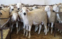 Aïd Al Adha célébré au Maroc le lundi 17 juin