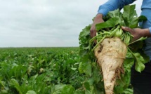 Gharb : 286.000 T de betterave, malgré le stress hydrique