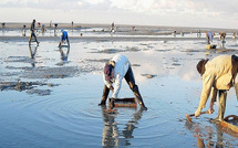 Dakhla: interdiction de la récolte et de la commercialisation des huîtres issues de la zone conchylicole Duna Blanca Dakhla: interdiction de la récolte et de la commercialisation des huîtres issues de la zone conchylicole Duna Blanca