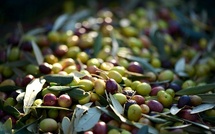 L'oléiculture, un moteur du développement agricole à Sefrou L'oléiculture, un moteur du développement agricole à Sefrou