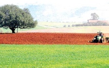 A El Jadida, les généreuses précipitations redonnent espoir aux agriculteurs A El Jadida, les généreuses précipitations redonnent espoir aux agriculteurs